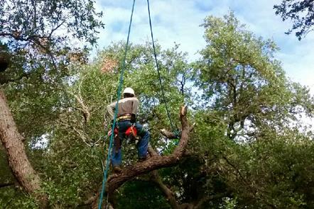 Tree Trimming in Austin