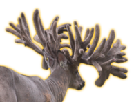 TITANIUM WHITETAIL BREEDER BUCK