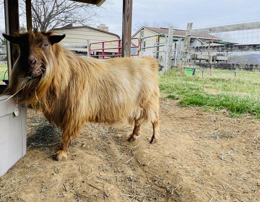 Five-O, Nigerian Dwarf goat, at my peeps farm