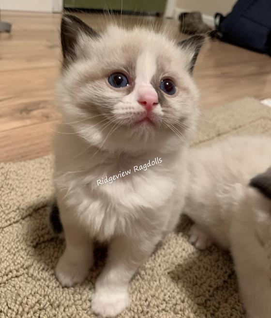 Ragdoll Kittens for sale