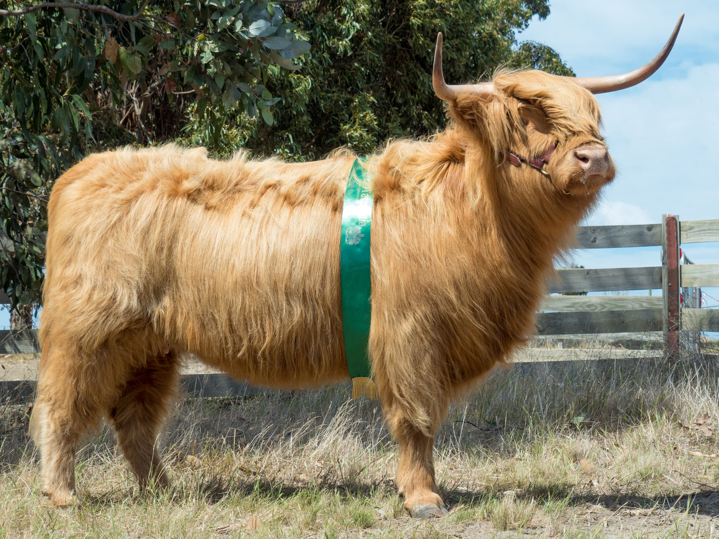 Bairnsley Highlands - Why Breed Highland Cattle