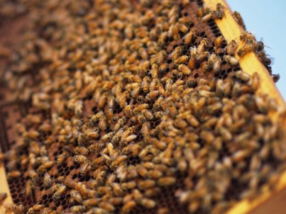 San Diego Beekeeping