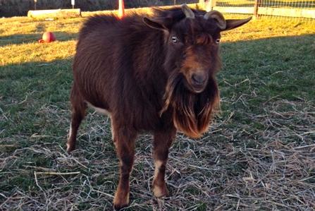 Pinot, Nigerian Dwarf goat, at my peeps farm