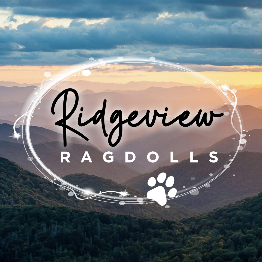 ridgeview ragdolls