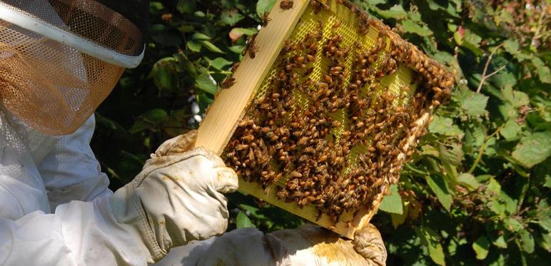 Home  Fox Valley Beekeeper