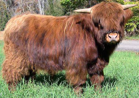 Scottish highland cattle,Black highland cattle,Highland cattle black,Highland cattle, Highland calves