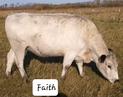 RLC Farms MN LLC British White Cattle