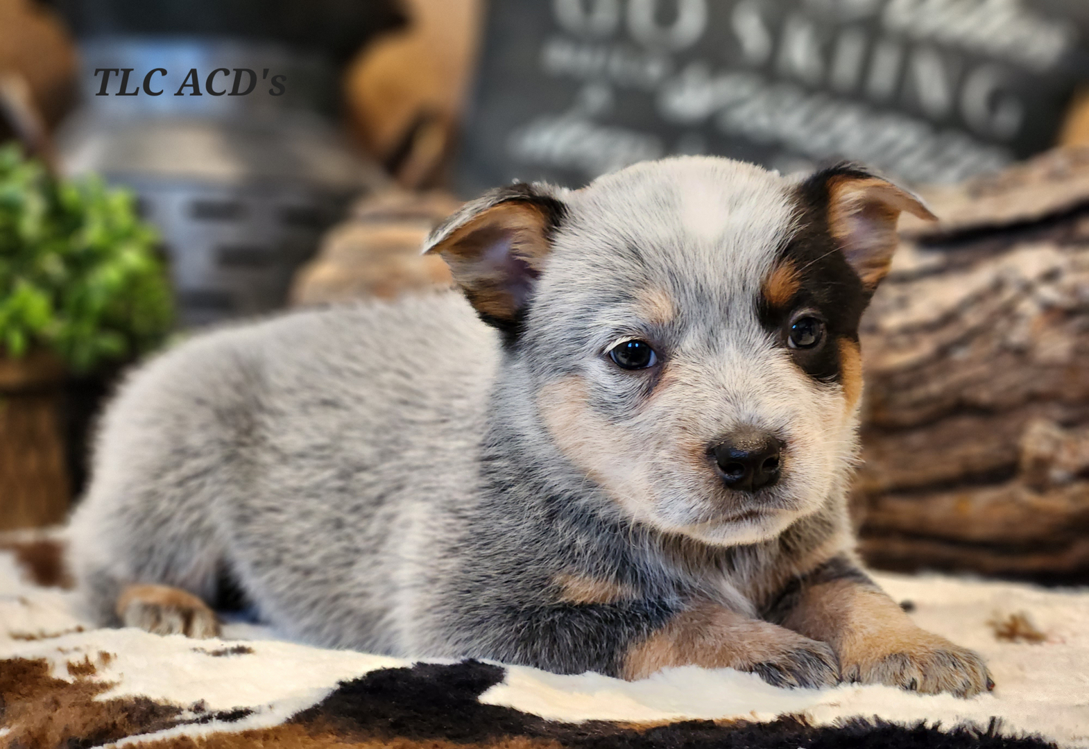 Tlc australian cattle hot sale dogs
