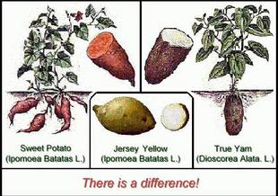 Sweet Potatoes vs. Yams: What's the Difference?  Mississippi State  University Extension Service