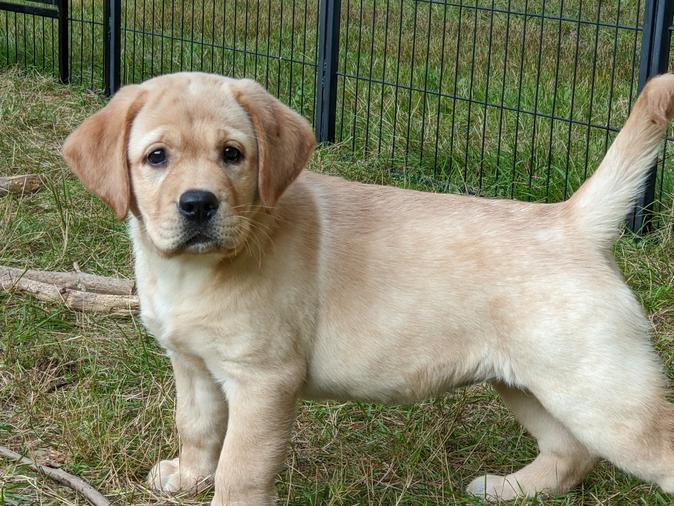 Lab puppies for sale