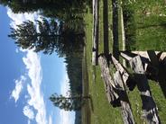 Mt. Lassen split rail fence and big pines