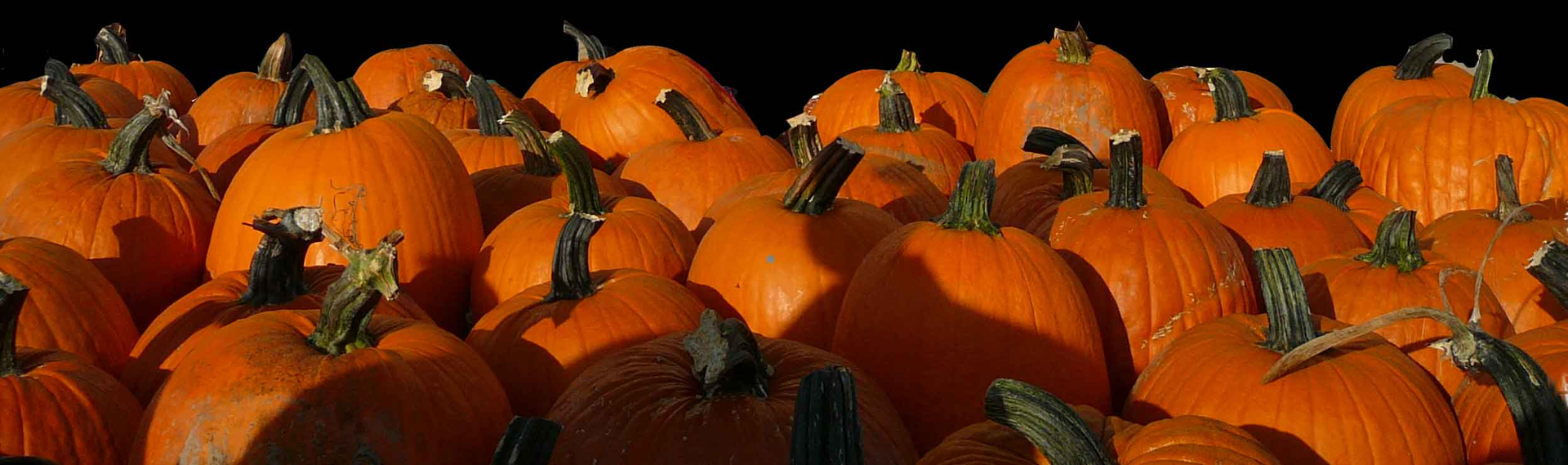 pumpkin patch staunton il