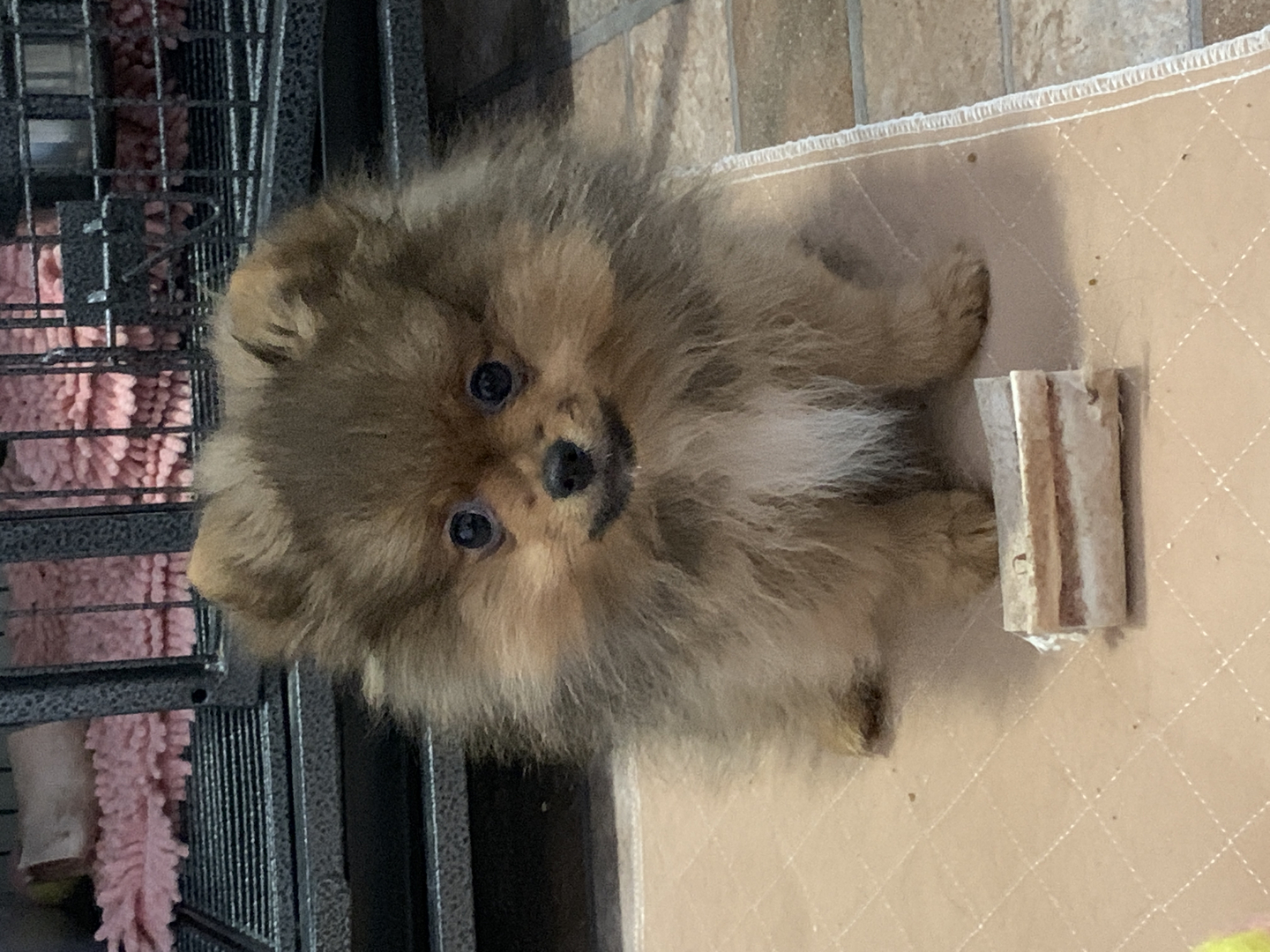 The pom store puppy uglies