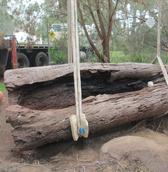 Sacred trees