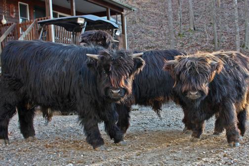 Scottish highland cattle, Highland cattle, Black highland cattle, Highland cattle calves