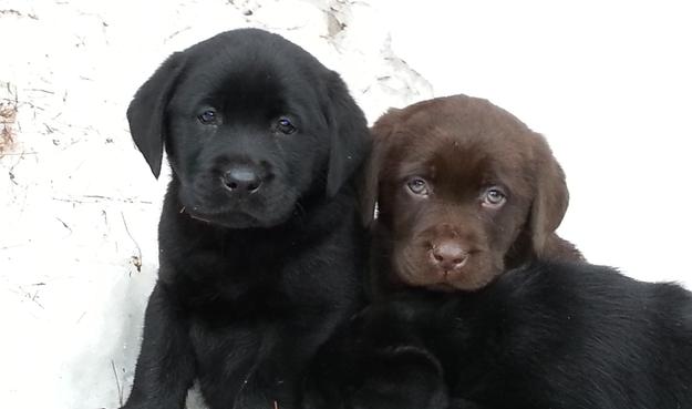 Ma hot sale labrador breeders