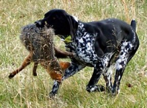 Versatile hunting outlet dog training