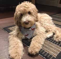 Apricot bernedoodle best sale