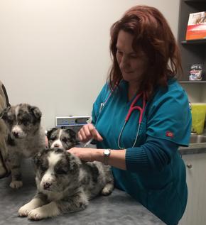 Veterinarian with puppies