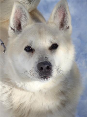Buhund store for sale