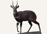 Bushbuck Central African Republic