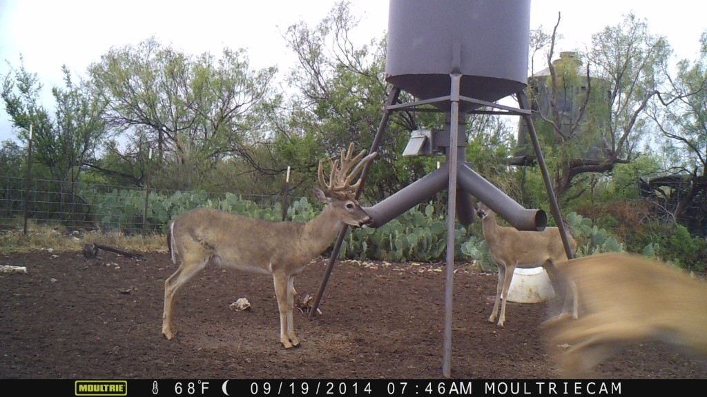 Deer deals feeder gravity