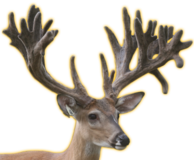 BAZINGA WHITETAIL BUCK