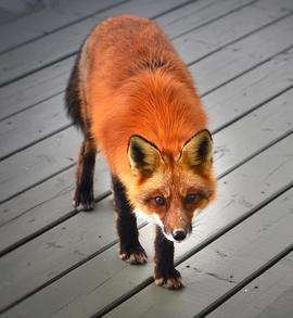 Red fox