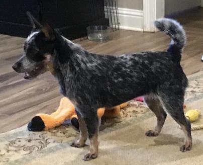 Jms mini hot sale heelers