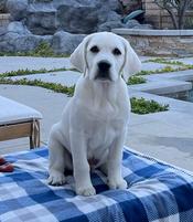 Blue best sale mountain labradors