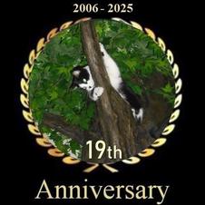 17 year anniversary for Fantasy Forest Cat Trees