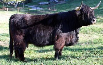 Highland cattle black,Scottish highland cattle,Black highland cattle,Highland cattle, Highland calves