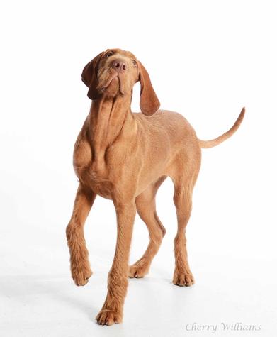 who is wirehaired vizsla