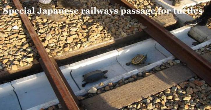 Special Japanese railways passage for turtles