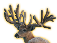 NORTHERN EXPRESS WHITETAIL BREEDER BUCK