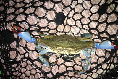 Crystal River Blue Crab Charters
