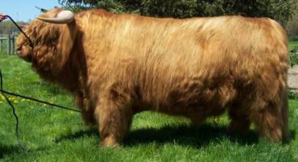 Scottish highland cattle,Black highland cattle,Highland cattle black,Highland cattle, Highland calves