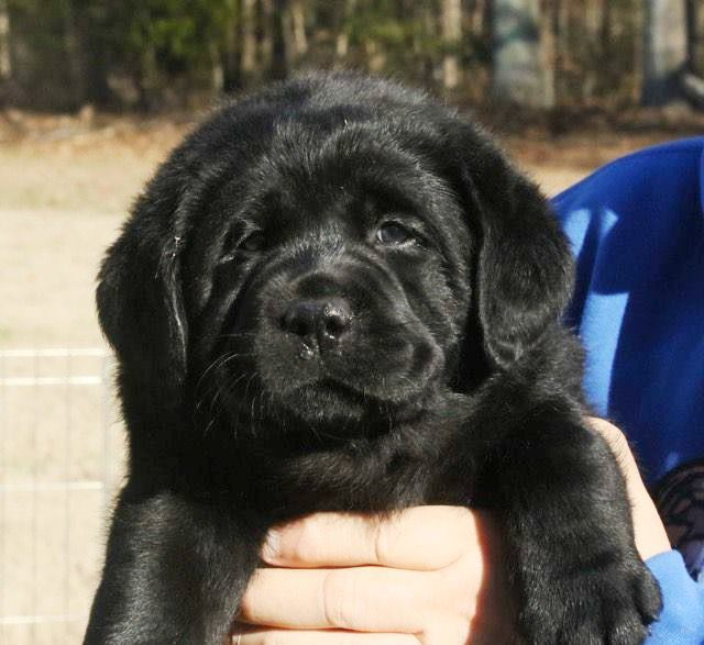 Chunky lab hot sale puppies