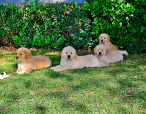 Four golden retriever puppies laying on grass