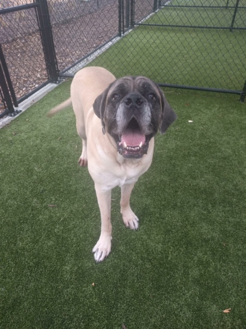 Creature Comforts Kennels Pet Boarding Dog Grooming