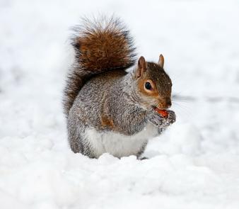 Gray squirrel