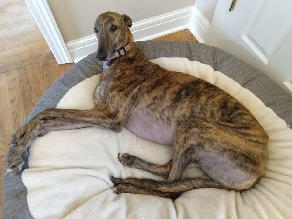 Greyhound rescue hot sale near me