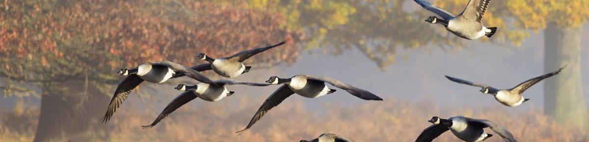 Geese Police of Western Pennsylvania PA Canada Geese in flight