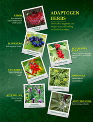 Traditional Medicinal Adaptogen Herbs