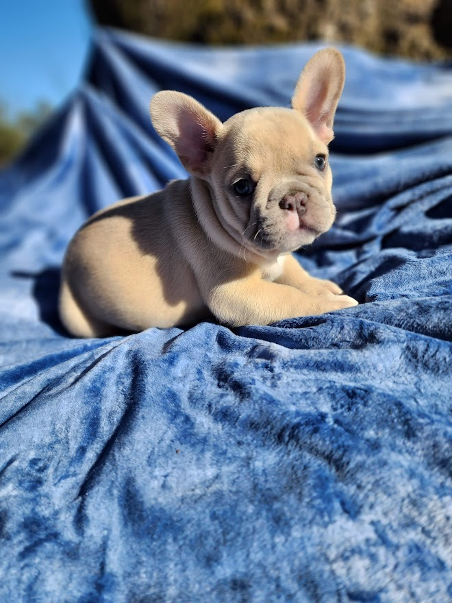 Blueblood store french bulldogs