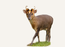 Hunting Muntjac Deer United Kingdom