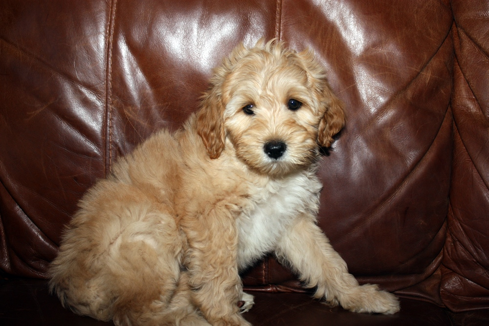 Pocket labradoodle sales