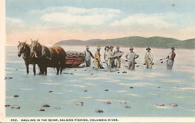 Old picture of men using a horse to haul in a seine net on the beach