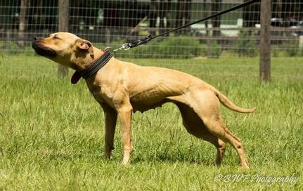 Pitbull hotsell terrier kennels