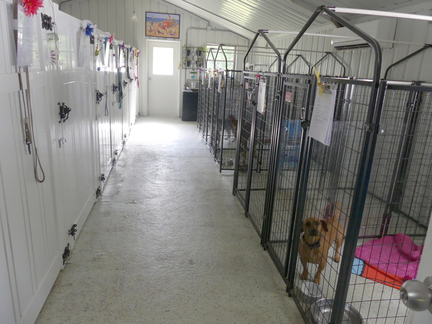 Indoor dog hotsell boarding kennels